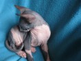 /album/axa-shadow-sphynx-sk-volna/a004-2-jpg/
